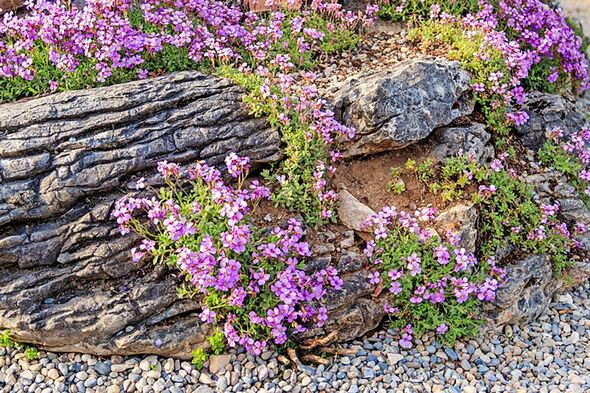 Trim back alpines once flowering has finished to stop them getting leggy