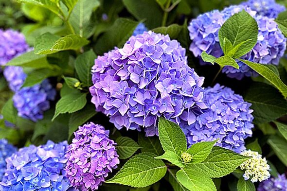 Hydrangeas are unbeatable for bold summer impact