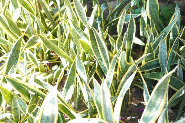 Sansevieria aethiopica Thunb
