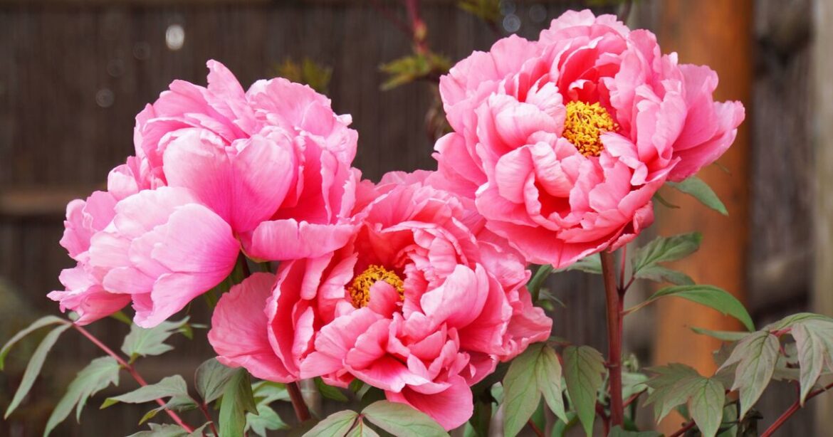 Peonies will produce ‘bigger blooms’ if gardeners do a simple task now Peonies will produce 'bigger blooms' if gardeners do a simple task now