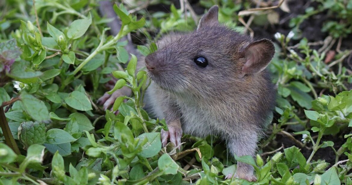 How to deter rats for good with 1 natural item they hate How to deter rats for good with 1 natural item they hate