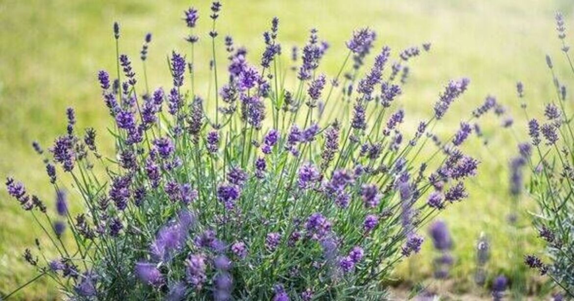 Gardeners growing 2 lavender varieties urged to do simple weekly task Gardeners growing 2 lavender varieties urged to do simple weekly task