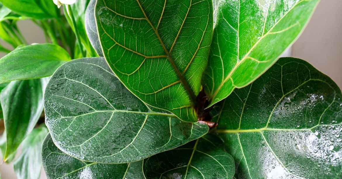 5 easy houseplants that are hard to kill and even 'thrive on neglect'