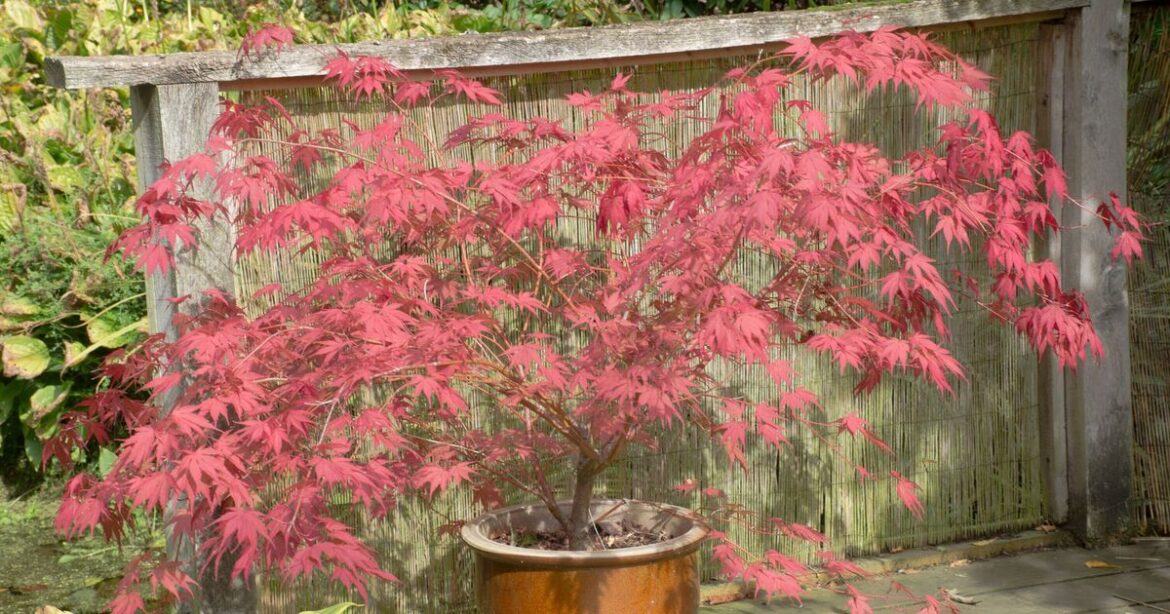 How to grow healthier Japanese maples in summer with 1 natural item