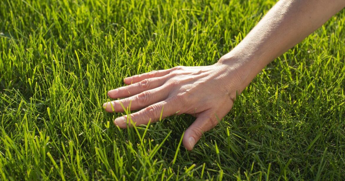 How to make lawns green and thick fast with expert’s 3 simple tasks How to make lawns green and thick fast with expert’s 3 simple tasks