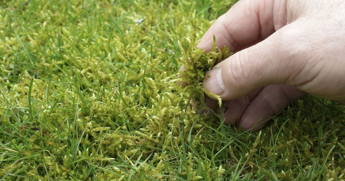 Get rid lawn of moss for good using kitchen staple we all have | UK | News