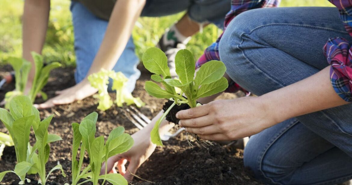 Gardeners urged to plant this 1 vegetable before July ends