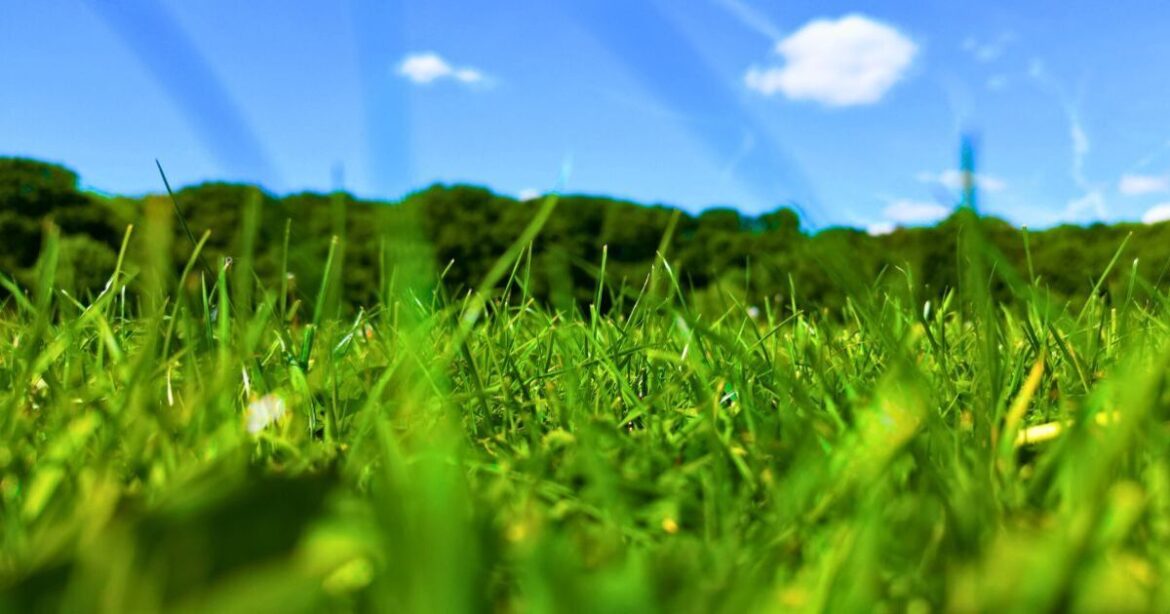 Lawns stay green in hot weather if gardeners avoid 1 common job in the afternoon