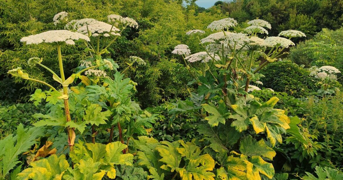 Five 'toxic' garden plants that can cause 'serious' burns