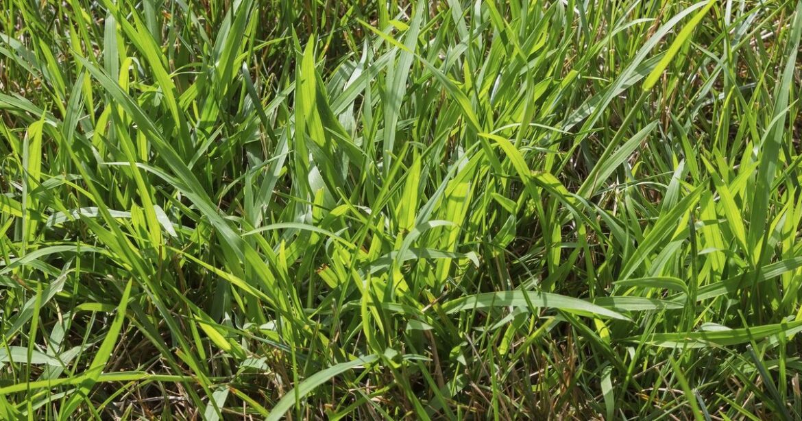 Kill crabgrass in your lawn with simple 5-step method Kill crabgrass in your lawn with simple 5-step method