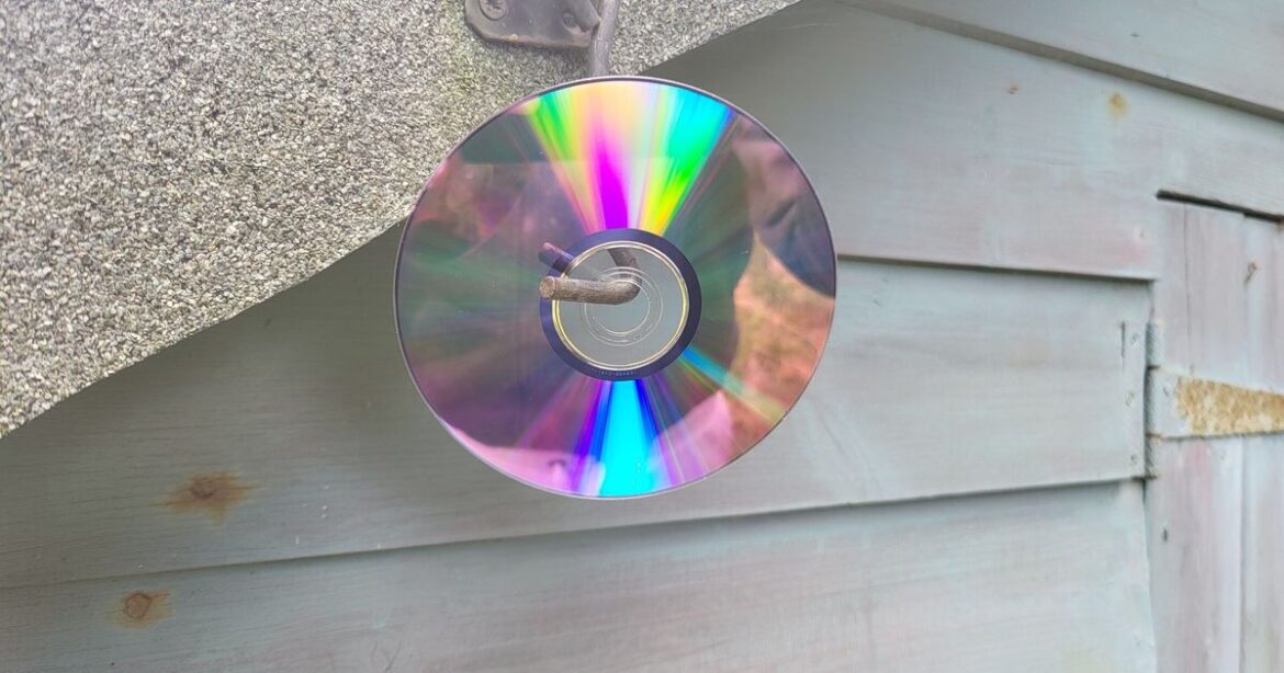 Gardeners urged to hang CDs in garden this August Gardeners urged to hang CDs in garden this August