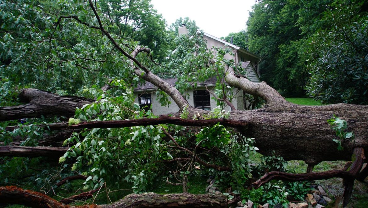 Who's responsible for fixing and paying for tree damage in Delaware?