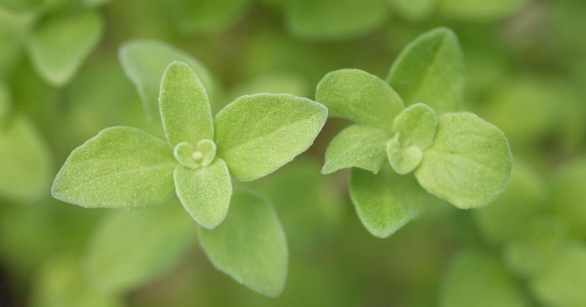 August 2025 plant events in the Lancaster County region | Home & Garden August 2025 plant events in the Lancaster County region | Home & Garden