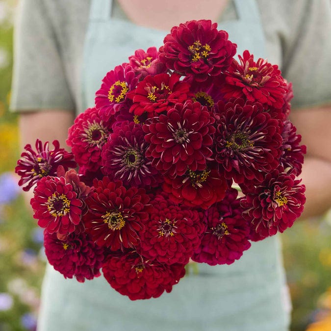 Benary's Giant Scarlet Seeds
