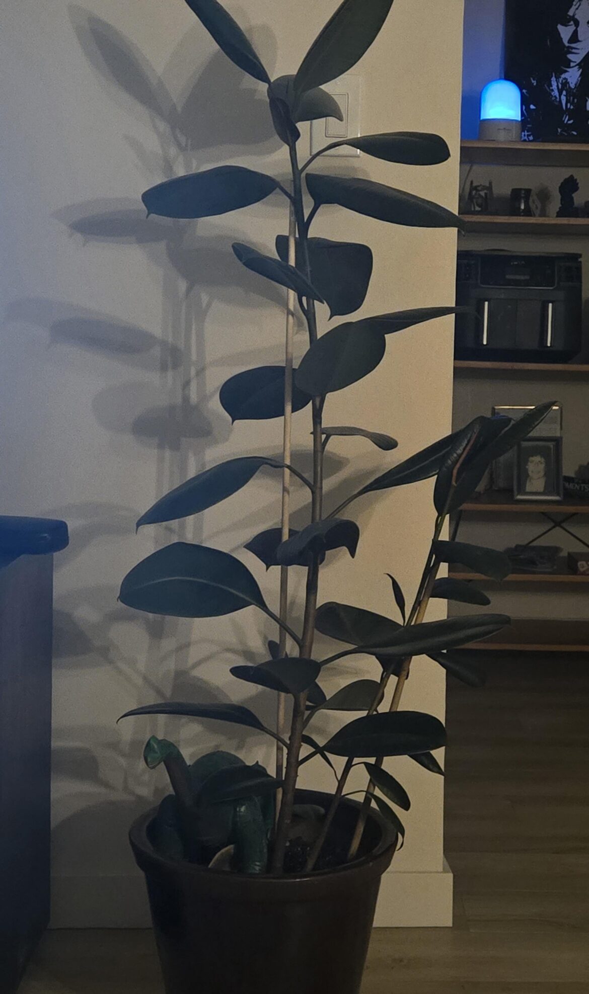 What should I do with these guys?