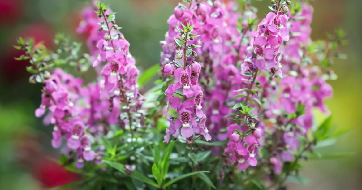 These flowers that can take the Louisiana heat | Home/Garden