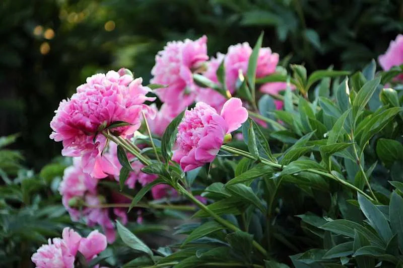 the colorful flowers of summertime make people happy