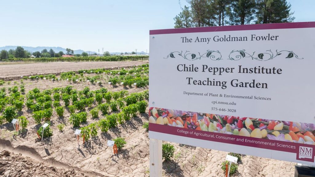 NMSU Chile Pepper Institute teaching garden open for self-guided tours