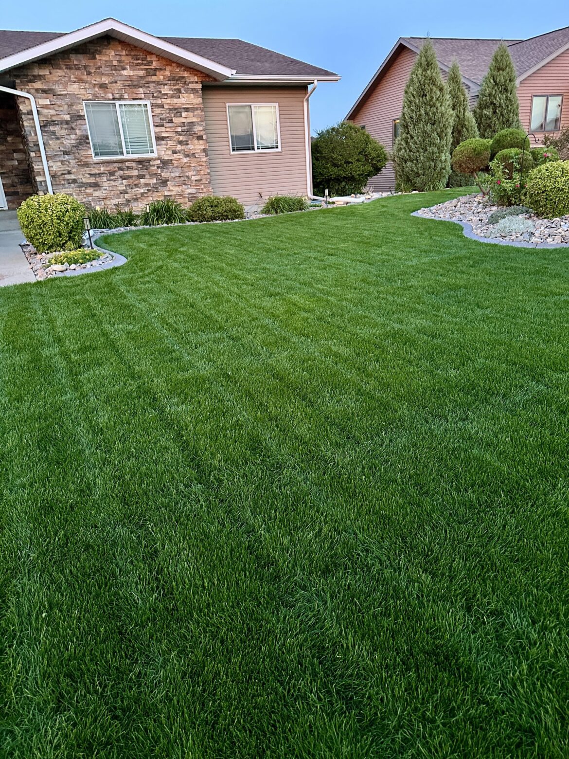 Today is 3 weeks since planting- I’m thrilled so far