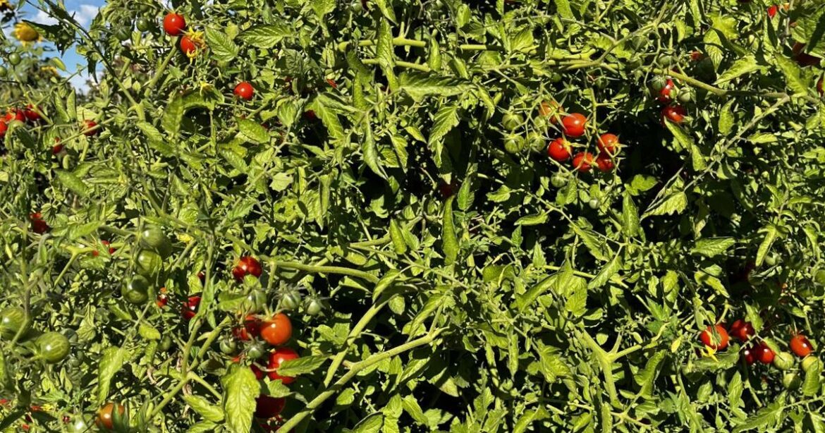 Yakima County Master Gardeners: 'Plant a Row for the Hungry' and make a difference in the Yakima Valley | Home And Garden