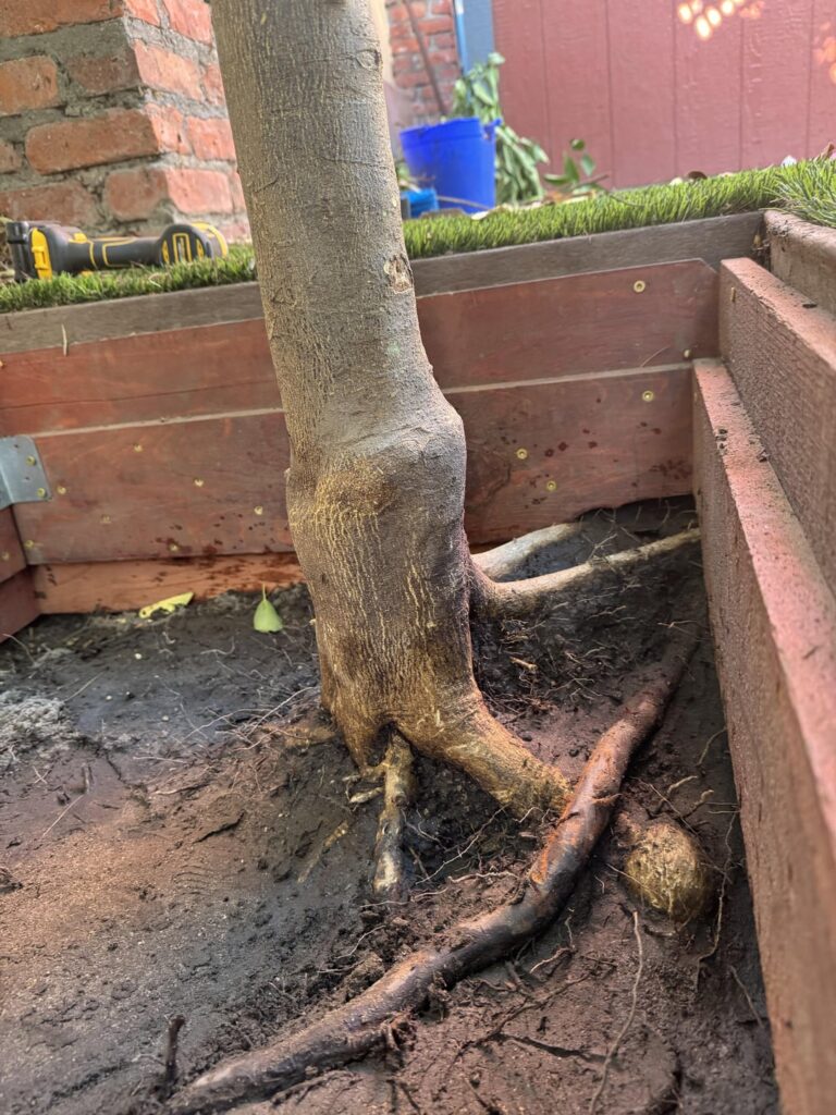 Orange tree too deep [update]