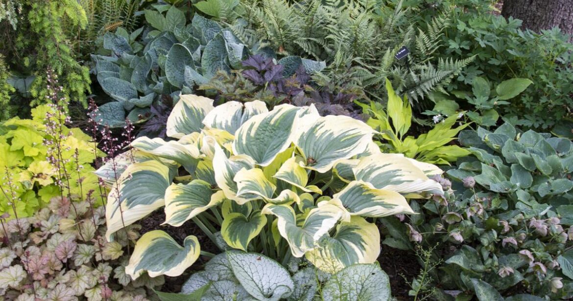 In the Garden | An ecosystem essential | Gardening