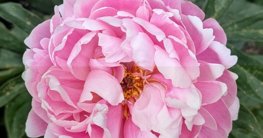 Year-round gardening: Therapeutic horticulture enhances mental and physical health | Lifestyle