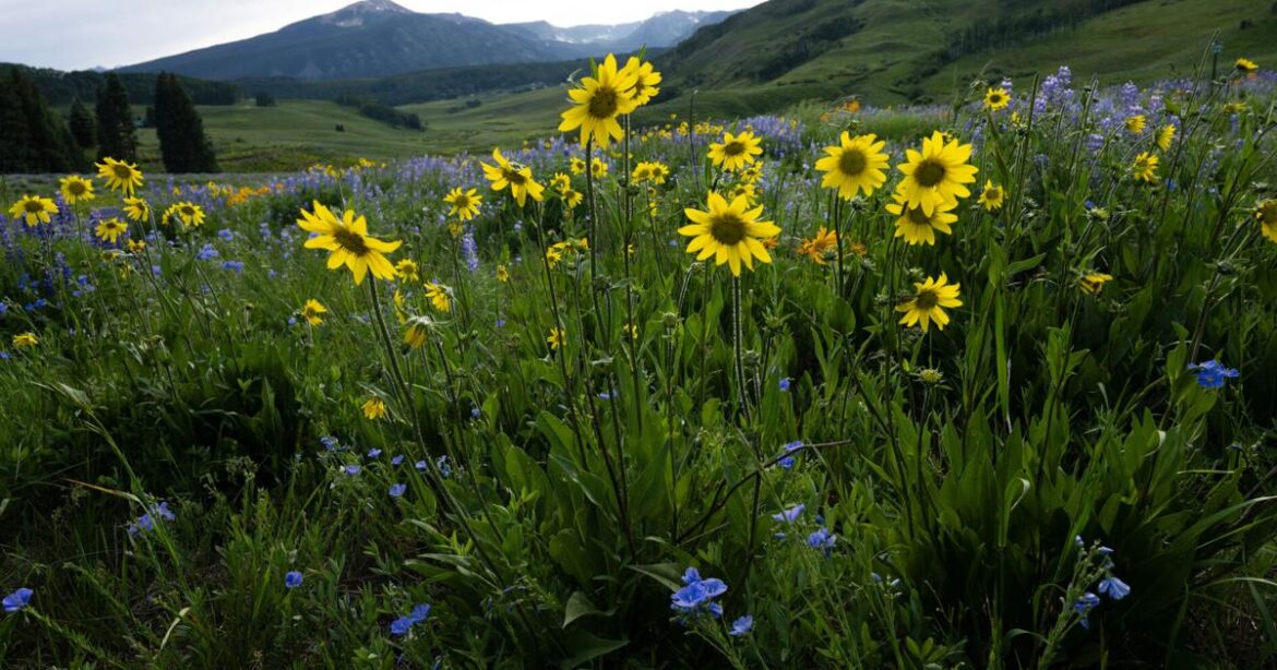 Admiring Colorado’s wildflowers in places famous and foreign | Lifestyle Admiring Colorado's wildflowers in places famous and foreign | Lifestyle