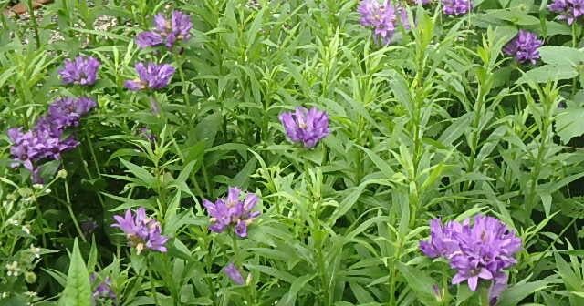 In the Garden: July flowers worth growing | Weekend Magazine In the Garden: July flowers worth growing | Weekend Magazine