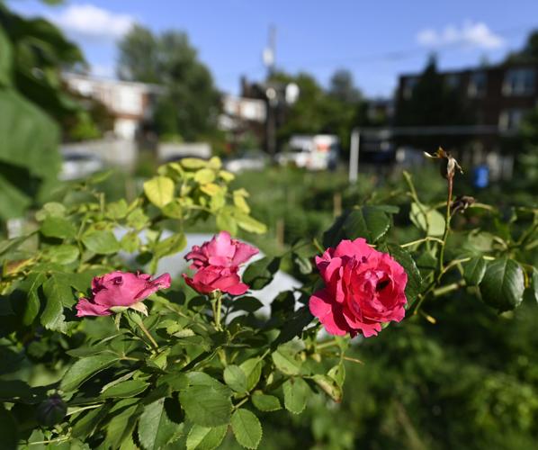 Community Garden in Lancaster