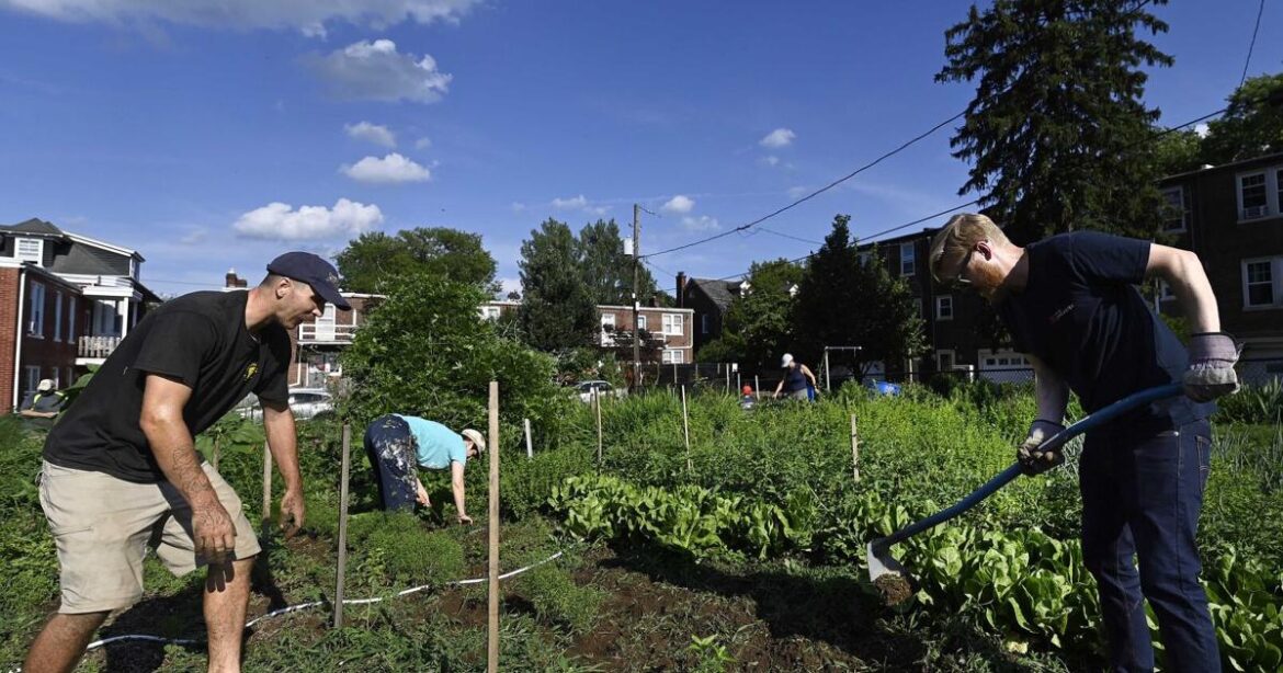 Lancaster’s new community garden has history and a future | Home & Garden