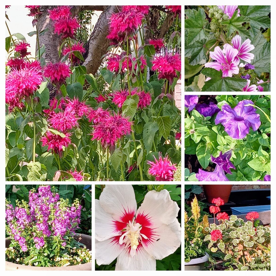 Faith is a Flower: From Summer Grief to a Sigh of Relief Faith is a Flower: From Summer Grief to a Sigh of Relief