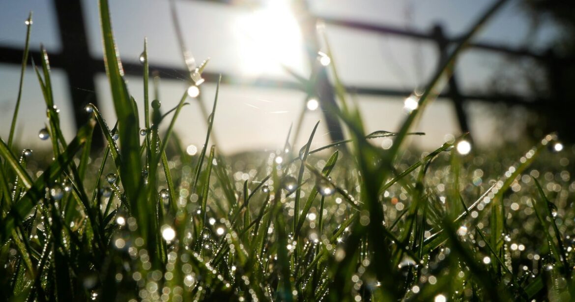 Here’s How To Water Your Garden In A Hosepipe Ban Here's How To Water Your Garden In A Hosepipe Ban