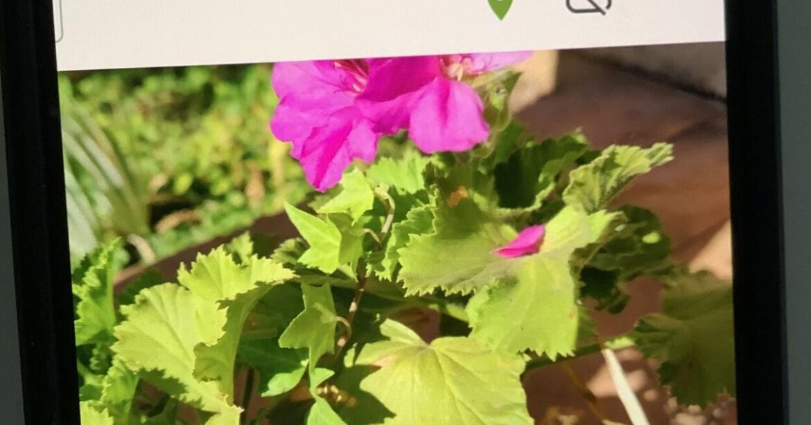 Every Blooming Thing - Technology and Artificial Intelligence in the garden | Corning Observer