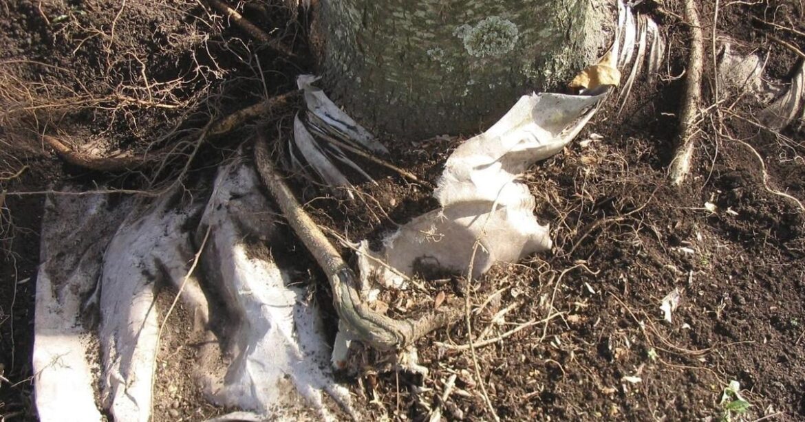 Why landscape fabric is often a bad idea for your garden | Lifestyles Why landscape fabric is often a bad idea for your garden | Lifestyles