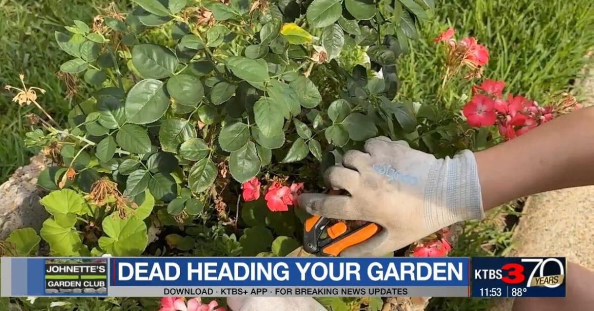 Deadheading plants in summer can stimulate more blooms | Johnette’s Garden Club