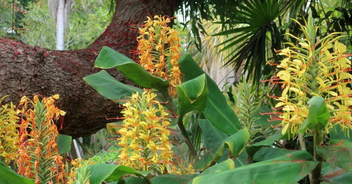 Gingers love the heat and come in many colors and sizes | Home/Garden