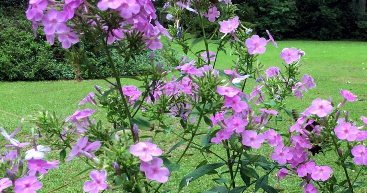 Aiken Master Gardener discusses tried-and-true methods