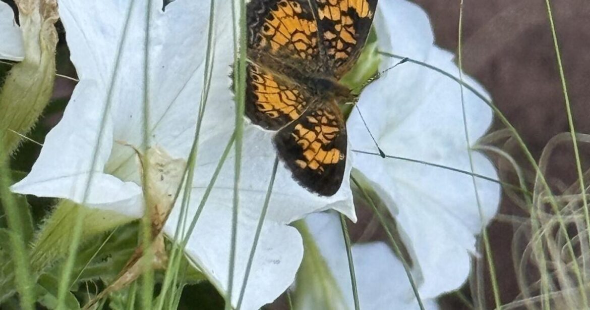 HOME AND GARDEN: Reduce maintenance and boost your garden enjoyment | Premium Plus