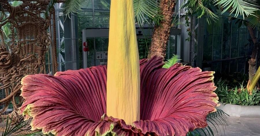 ‘Corpse Flower’ expected to bloom on Kauai | Local 'Corpse Flower' expected to bloom on Kauai | Local