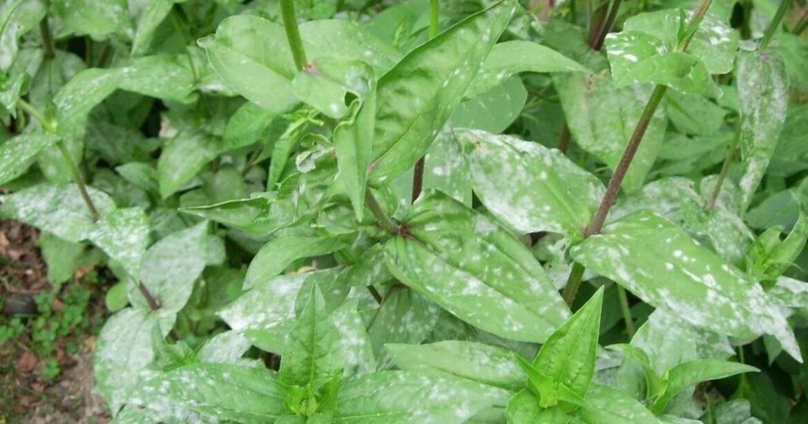 What to watch for in your garden | Archives