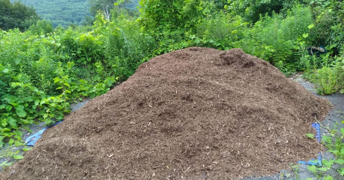 UVM Extension: Summer gardening tips | Weekend Magazine UVM Extension: Summer gardening tips | Weekend Magazine