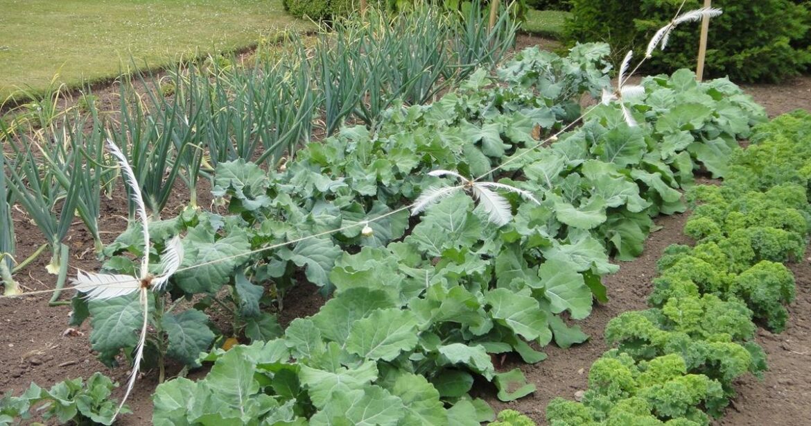 Extend your garden’s growing season with fall vegetables | Elysia Rodgers Extend your garden's growing season with fall vegetables | Elysia Rodgers