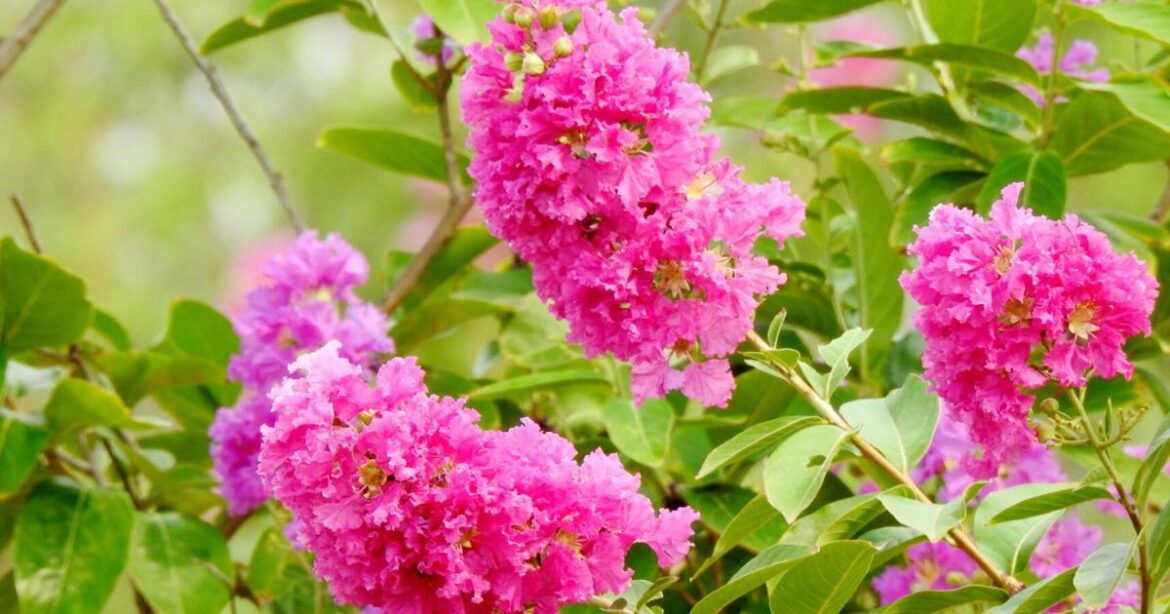 Add color to summer: How to care for your crape myrtle [Master Gardener column] | Home & Garden