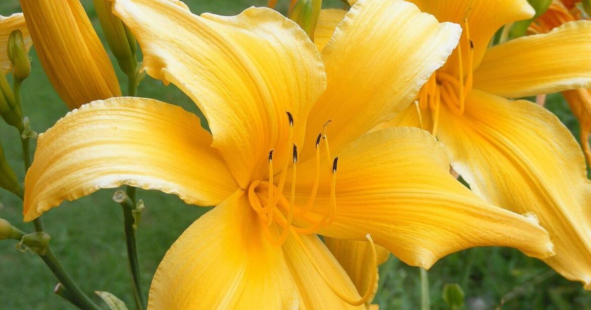 BACK TO THE ROOTS: July is prime time for easy-to-grow daylilies | Lifestyles BACK TO THE ROOTS: July is prime time for easy-to-grow daylilies | Lifestyles