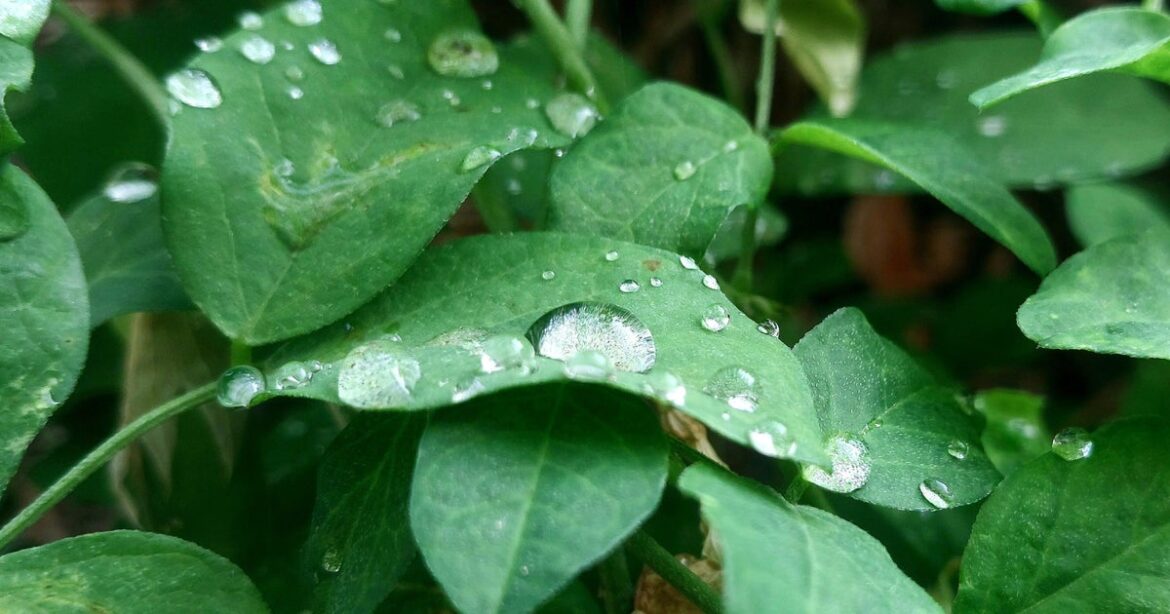 UK Gardeners Urged To Do 1 Task During This Week's Rain