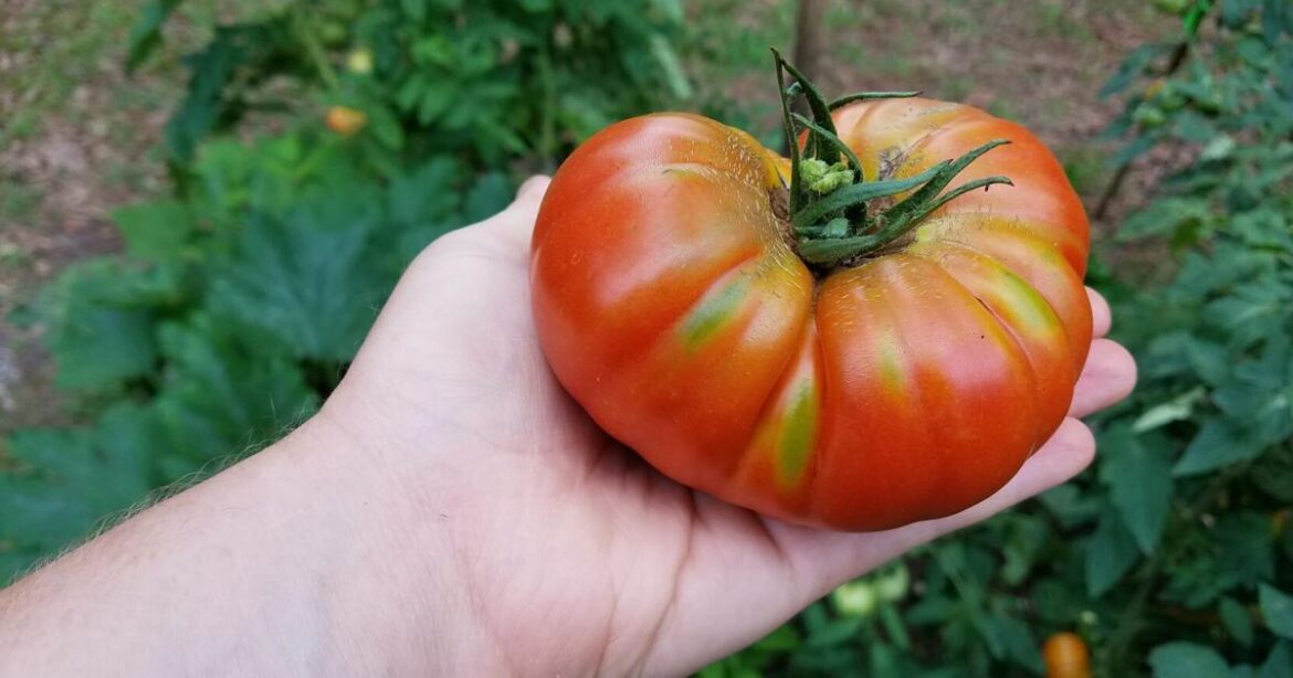 GARDEN GUIDE: Helping those 'tired' summer vegetables | Archives