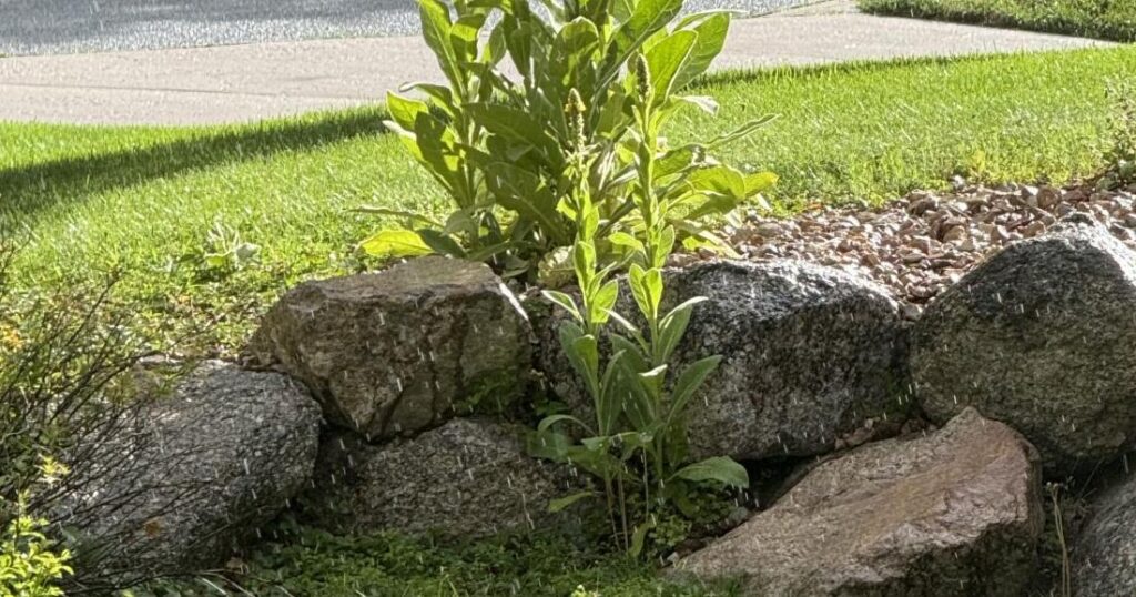 Year-round gardening: Common mullein getting way too common in Colorado | Lifestyle Year-round gardening: Common mullein getting way too common in Colorado | Lifestyle