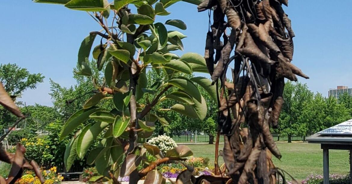 In the Garden | Fight the blight | Gardening In the Garden | Fight the blight | Gardening