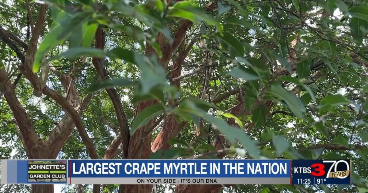 Shreveport home to the nation’s largest single-trunk crape myrtle | Johnette’s Garden Club Shreveport home to the nation's largest single-trunk crape myrtle | Johnette’s Garden Club